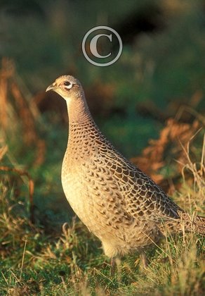 Hen Pheasant DM1473